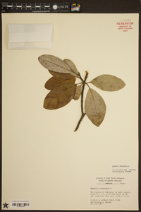 Magnolia virginiana image