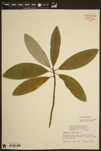 Magnolia virginiana image