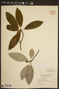 Magnolia virginiana image