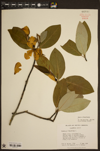 Magnolia virginiana image