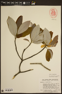 Magnolia virginiana image