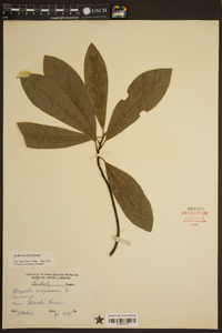 Magnolia virginiana image