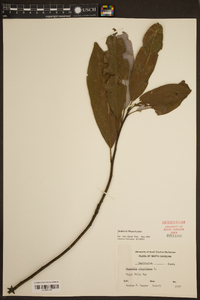 Magnolia virginiana image