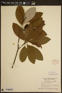 Magnolia virginiana image