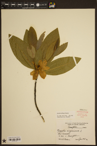 Magnolia virginiana image