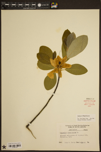 Magnolia virginiana image