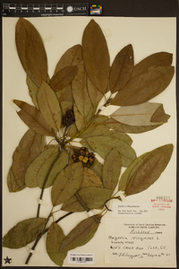 Magnolia virginiana image