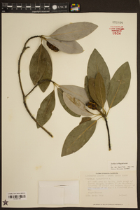 Magnolia virginiana image