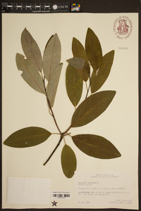 Magnolia virginiana image