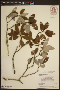 Magnolia virginiana image