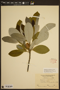 Magnolia virginiana image