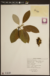 Magnolia virginiana image