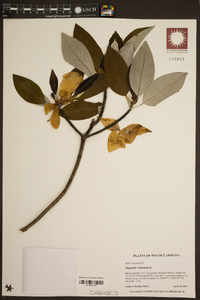 Magnolia virginiana image