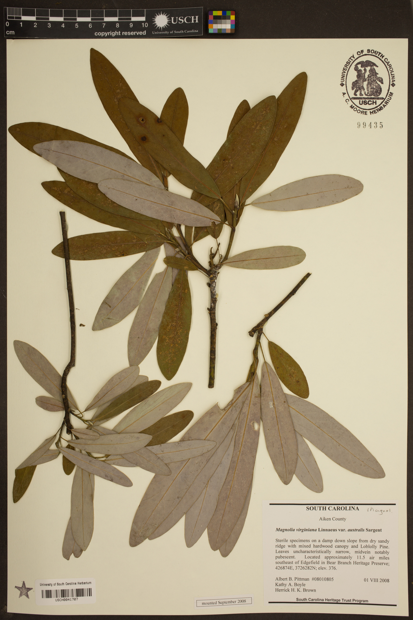 Magnolia virginiana var. australis image