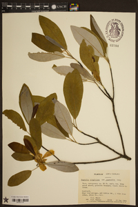 Magnolia virginiana image