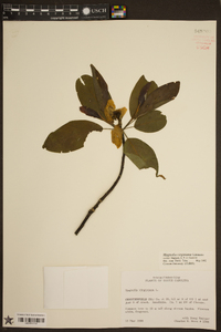 Magnolia virginiana image