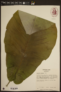 Magnolia dealbata image