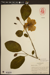 Magnolia sieboldii image