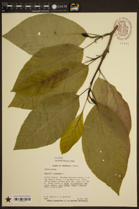 Magnolia acuminata image