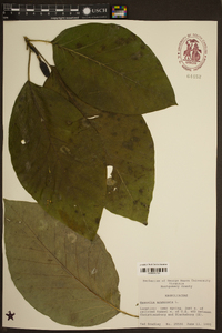 Magnolia acuminata image