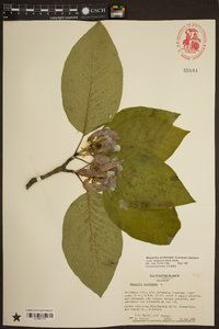 Magnolia acuminata image