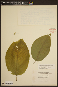 Magnolia acuminata image