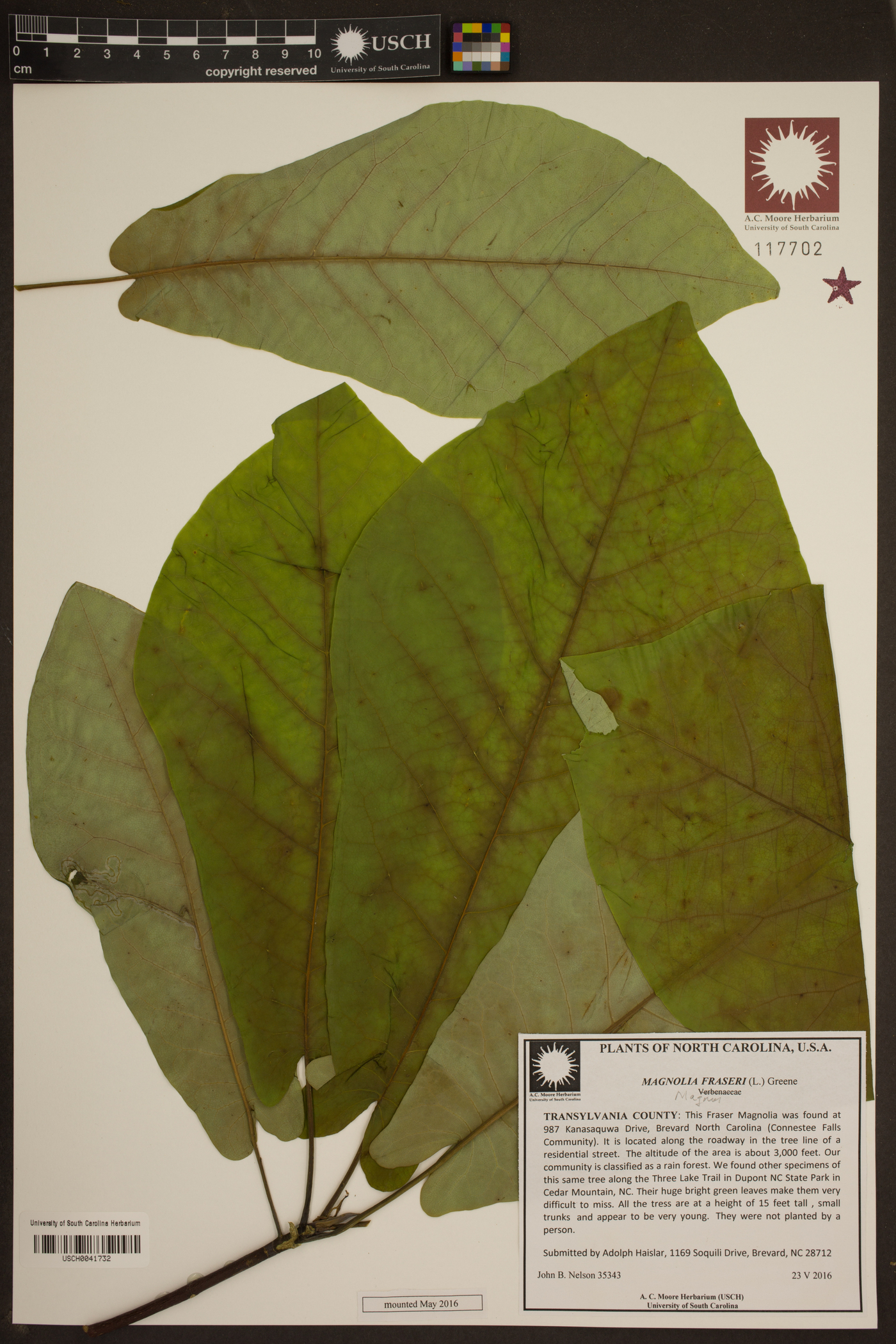Magnolia fraseri image