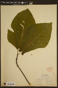 Magnolia fraseri image