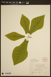 Magnolia fraseri image