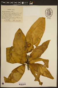 Magnolia macrophylla image