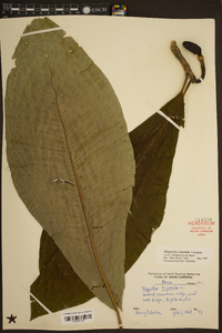 Magnolia tripetala image