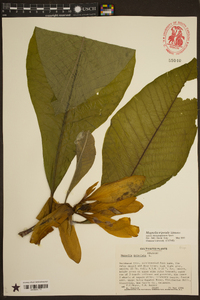 Magnolia tripetala image