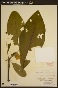 Magnolia tripetala image