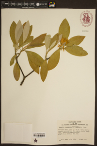 Magnolia virginiana image