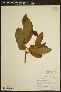 Magnolia virginiana image