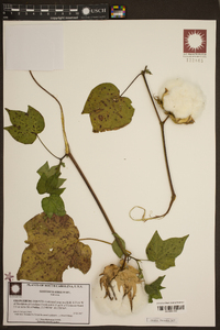 Gossypium hirsutum image