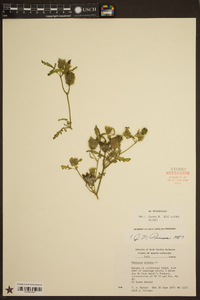 Hibiscus trionum image