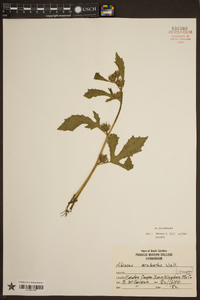 Image Associated With the Occurence