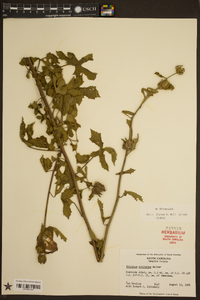 Hibiscus aculeatus image