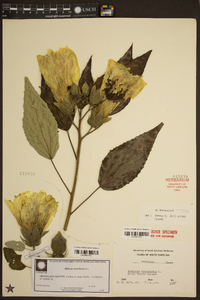 Hibiscus moscheutos image