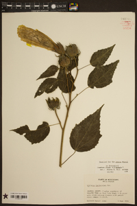 Hibiscus lasiocarpos image