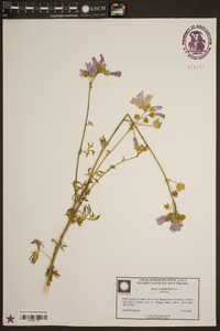 Malva moschata image