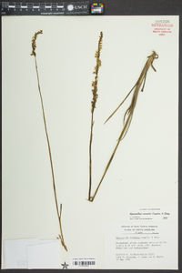 Spiranthes vernalis image