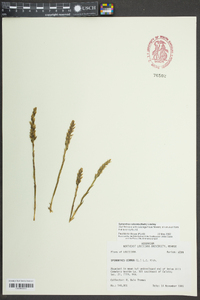 Spiranthes odorata image