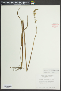 Spiranthes praecox image