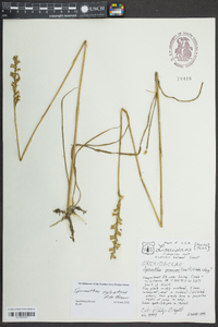 Spiranthes sylvatica image