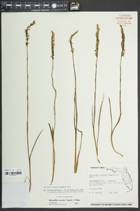 Spiranthes vernalis image