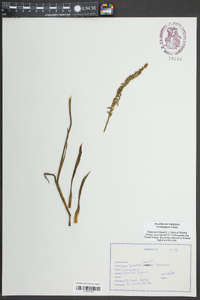 Spiranthes vernalis image