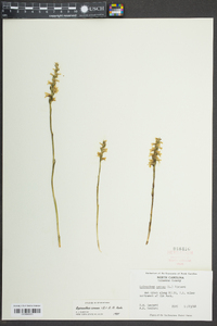 Spiranthes cernua image