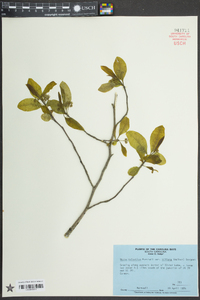 Nyssa sylvatica var. biflora image